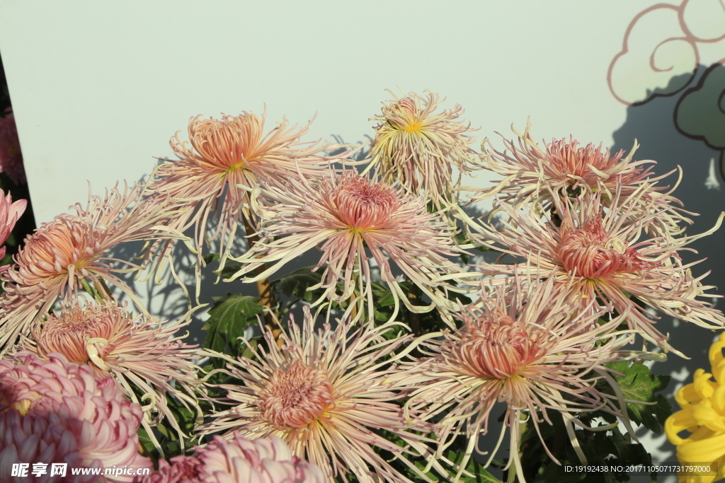 菊花