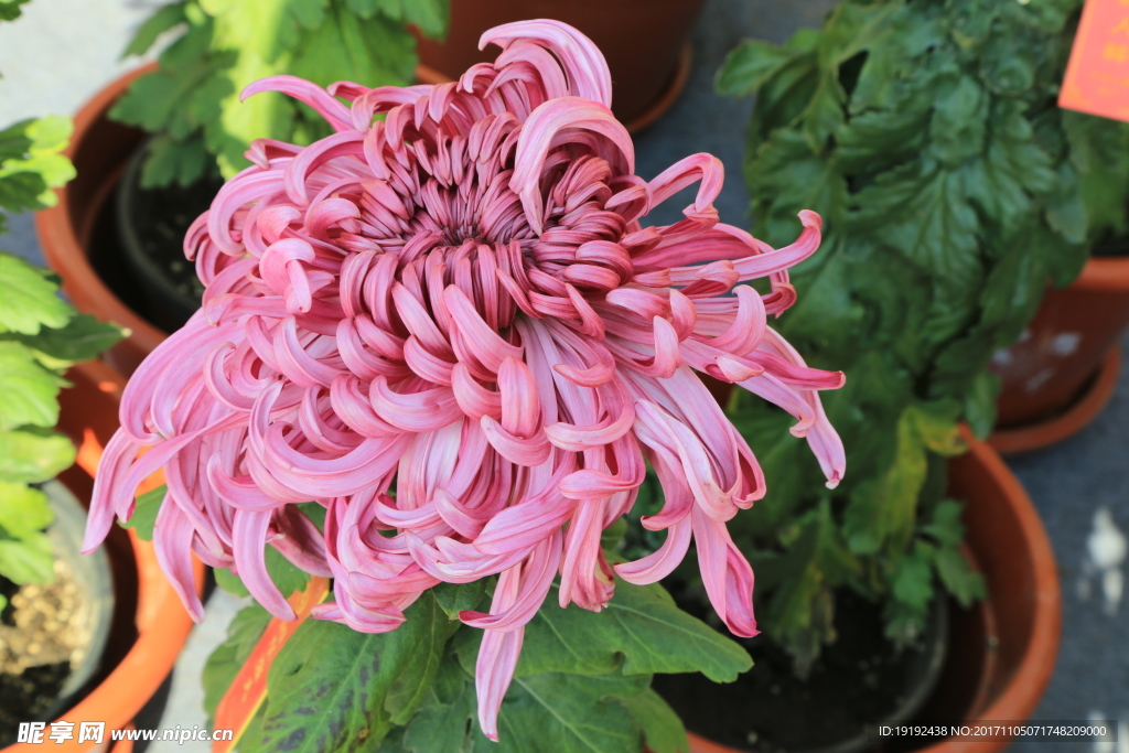 菊花