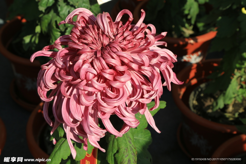 菊花