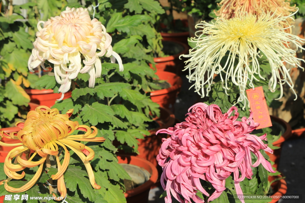 菊花