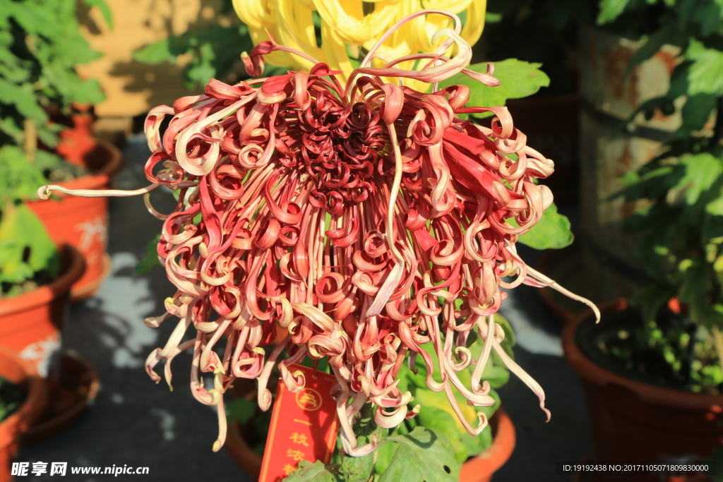菊花
