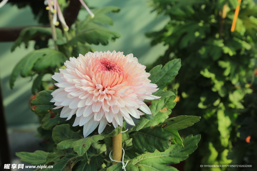 菊花