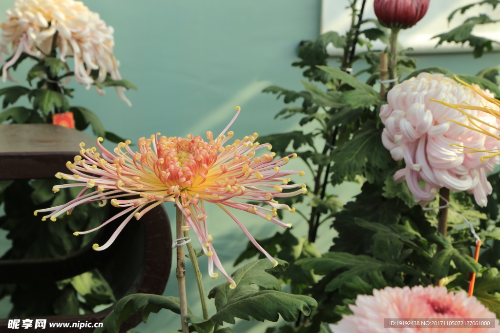 菊花