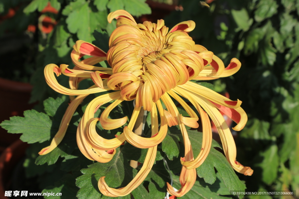 菊花