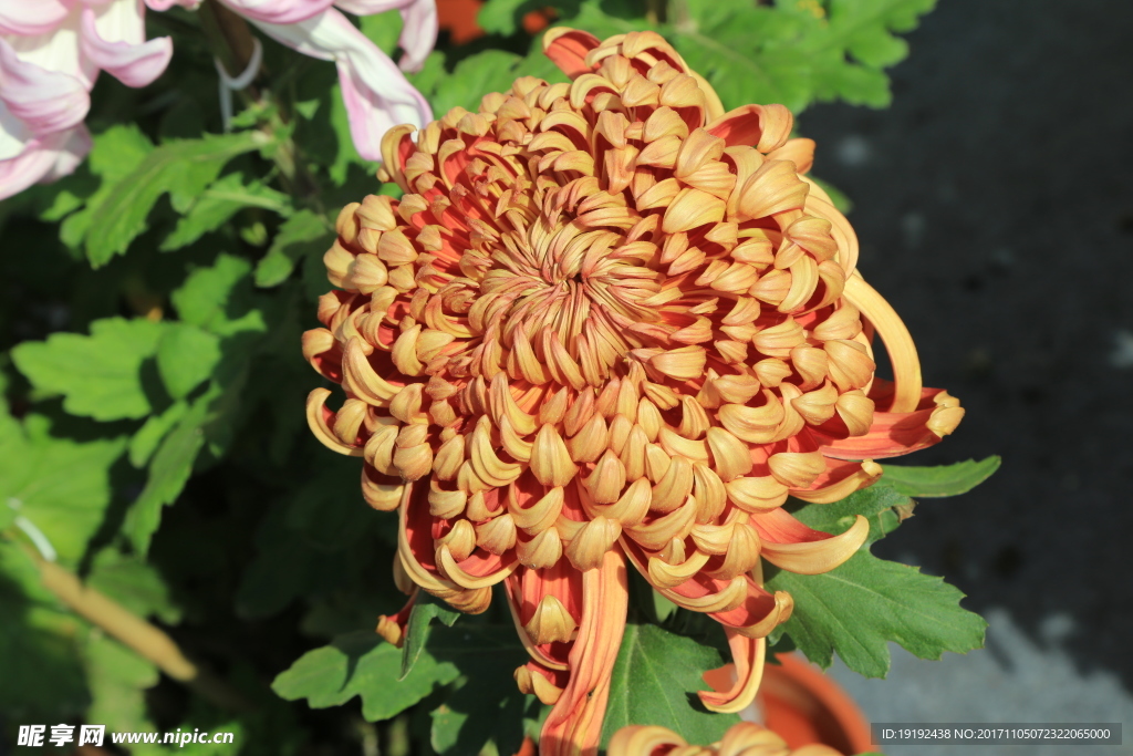 菊花