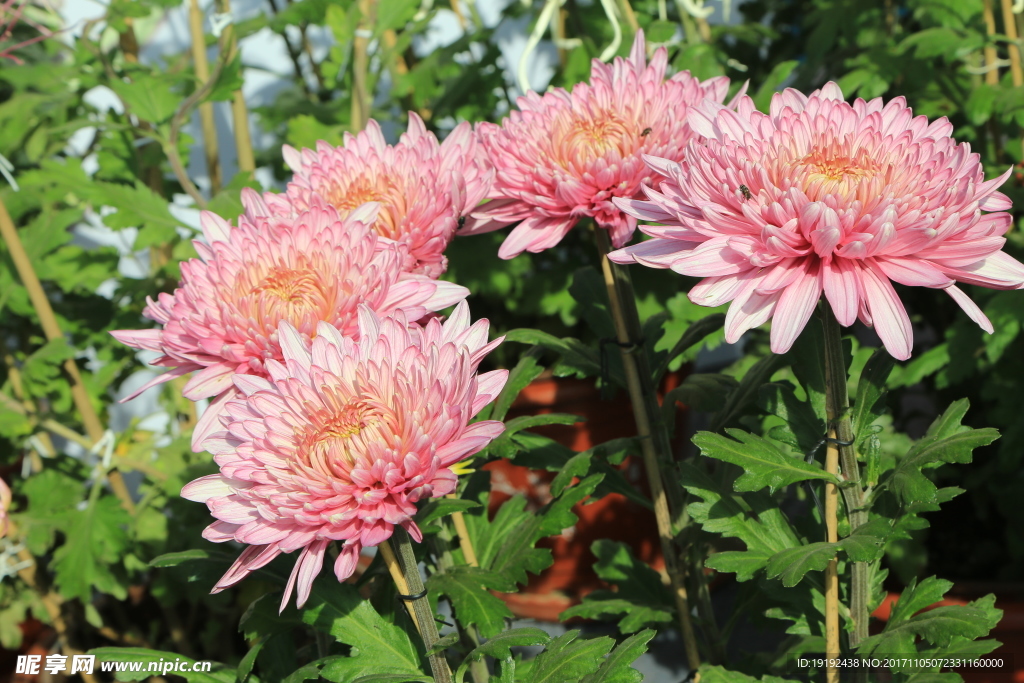菊花