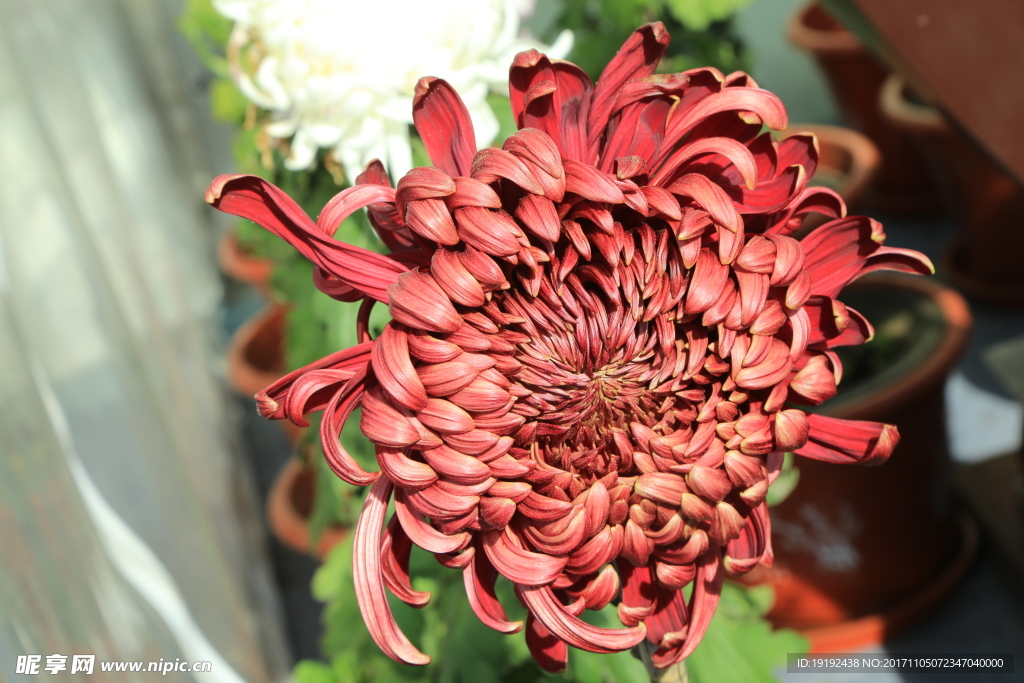 菊花