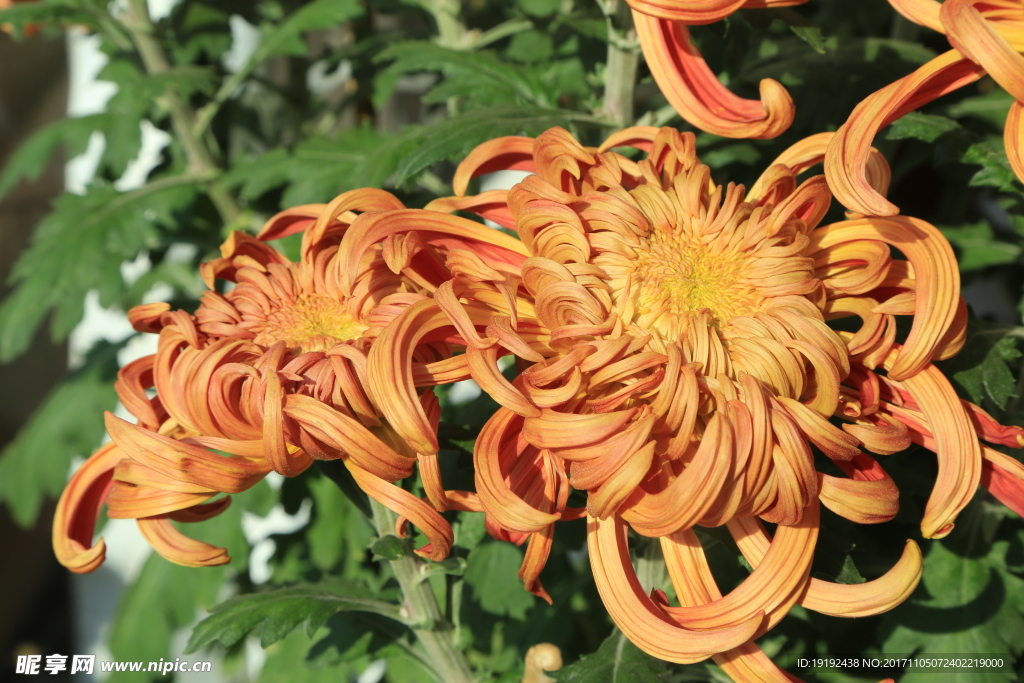 菊花