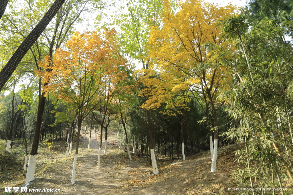 北宫彩叶风景