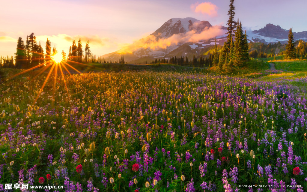 夕阳下的花海美景