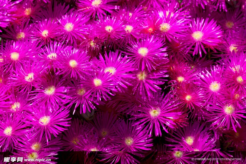 紫色的花朵背景