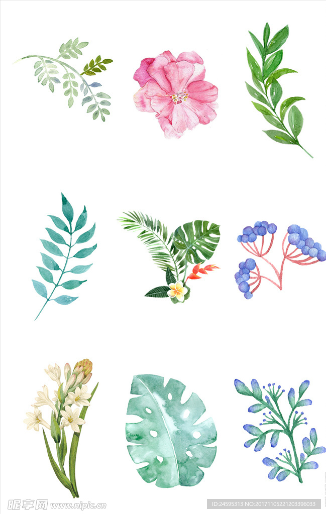 手绘彩植物素材