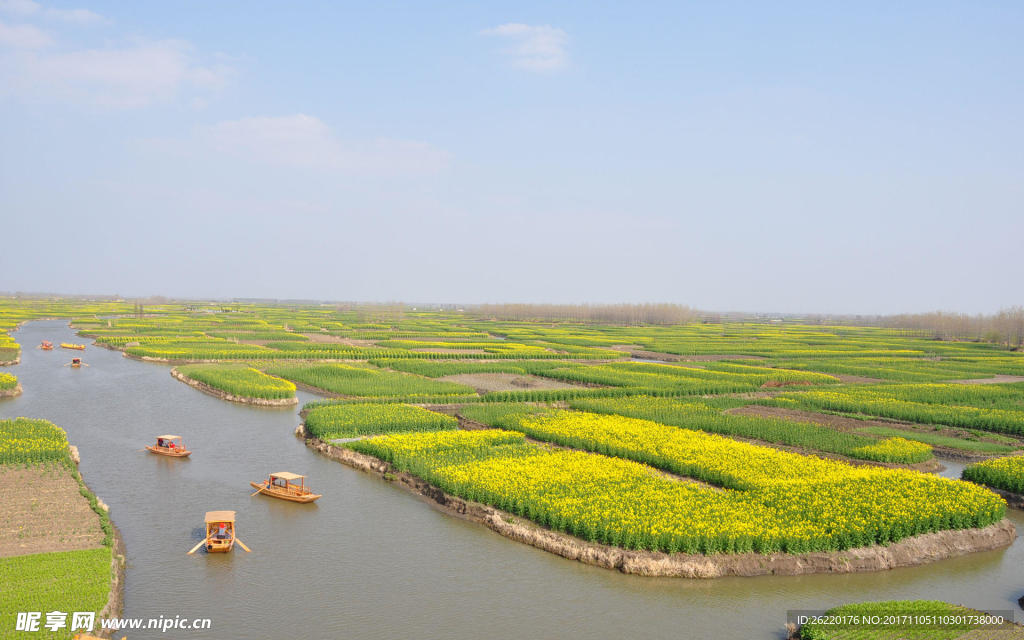 油菜花