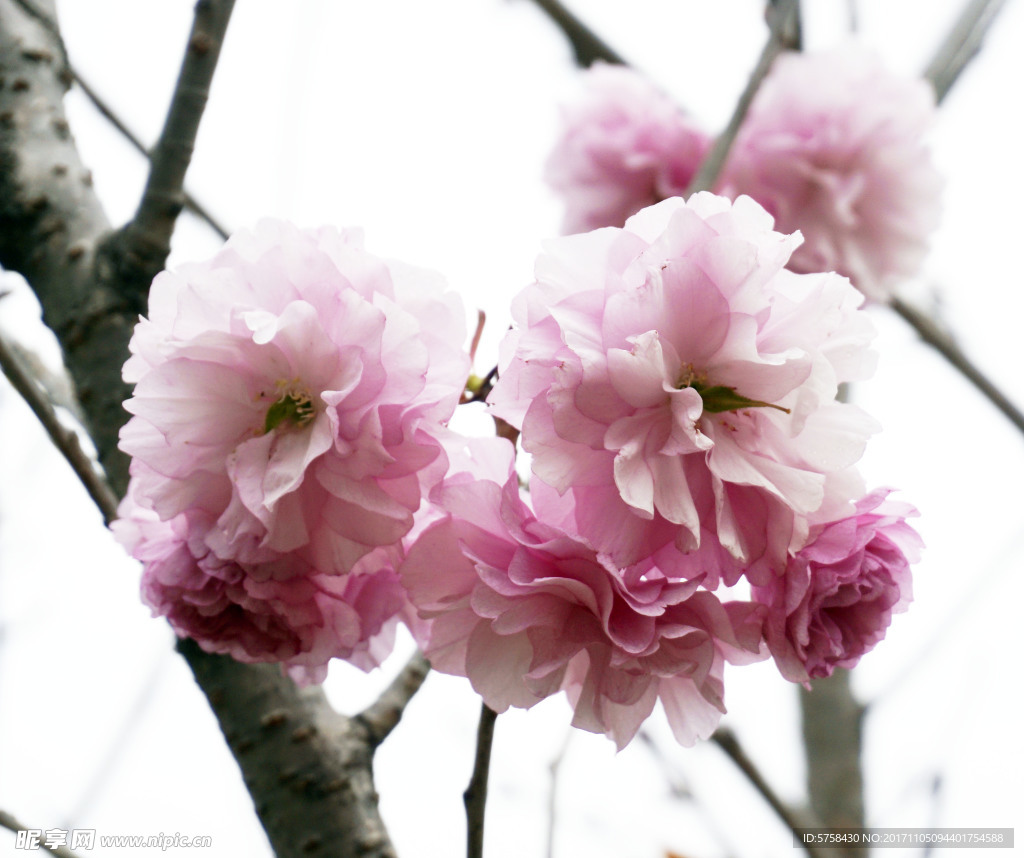 樱花