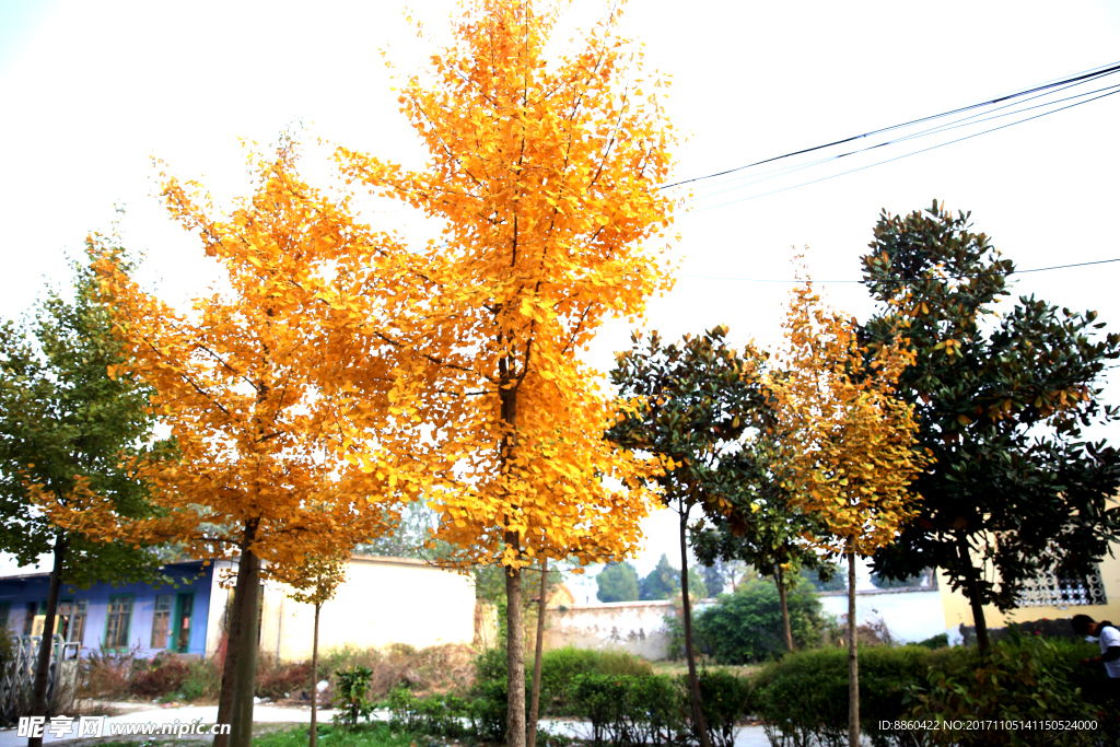 秋天银杏树