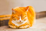 动物 猫