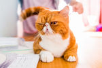 动物 猫