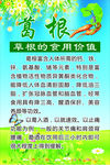 葛根的功效与作用