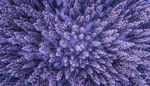 雪天针叶松