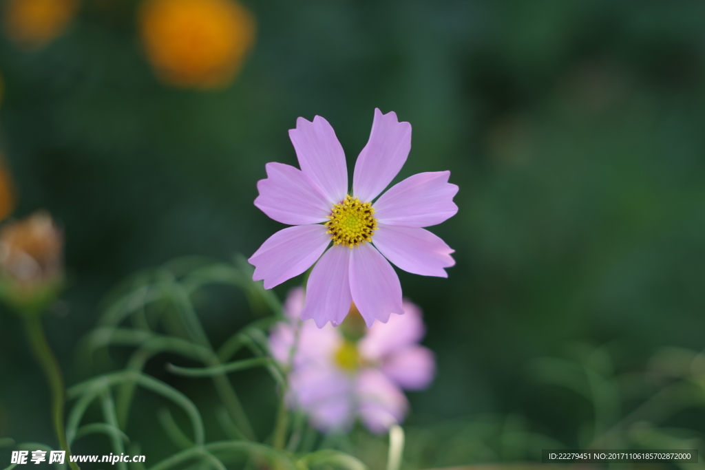 波斯菊