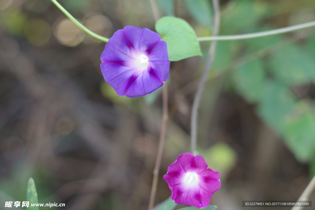 牵牛花