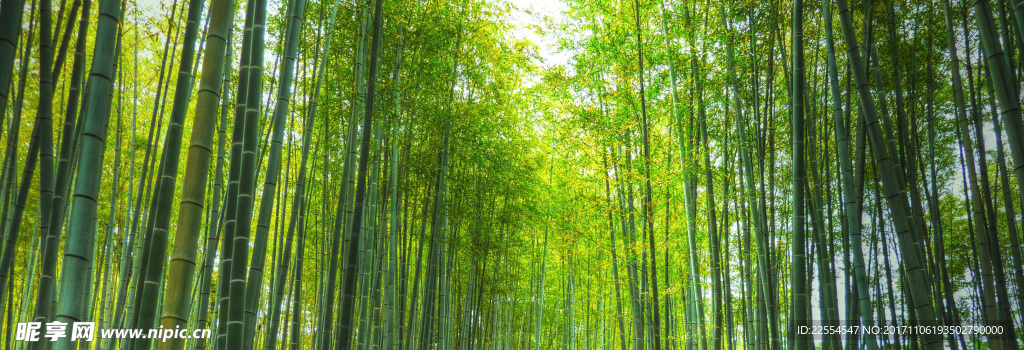 绿色竹林