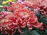 红菊  菊花  菊花特写