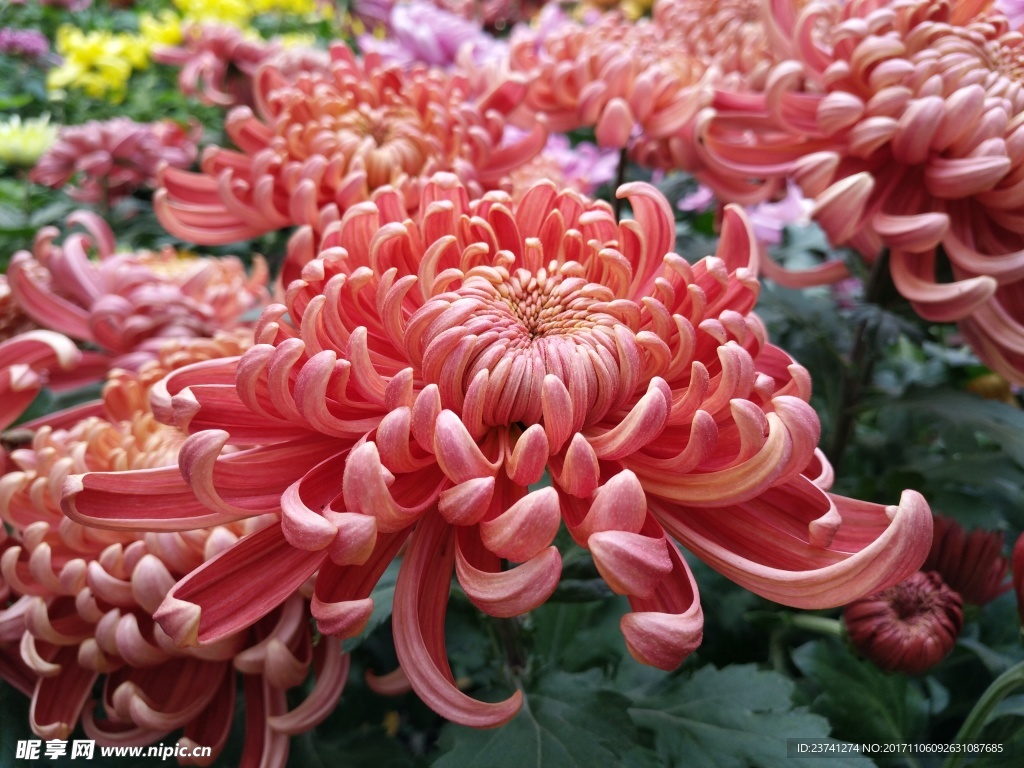 红菊  菊花  菊花特写