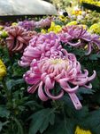 紫菊  菊  紫菊姿态