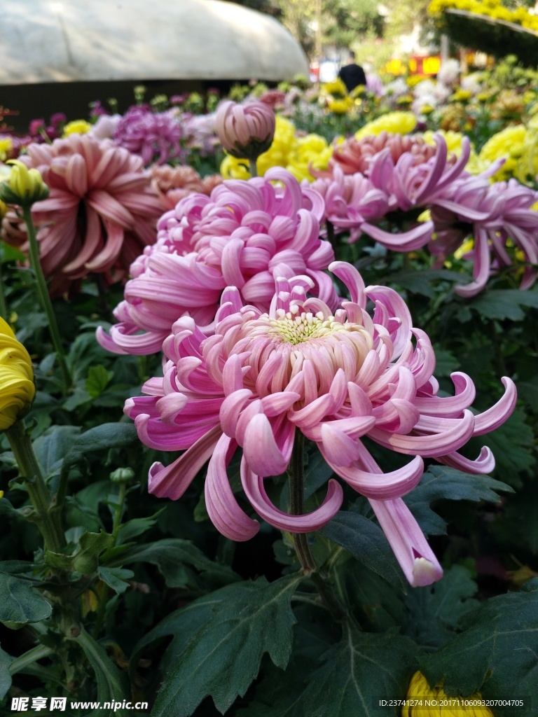 紫菊  菊  紫菊姿态