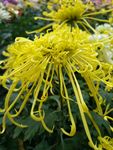 菊花  菊  秋菊