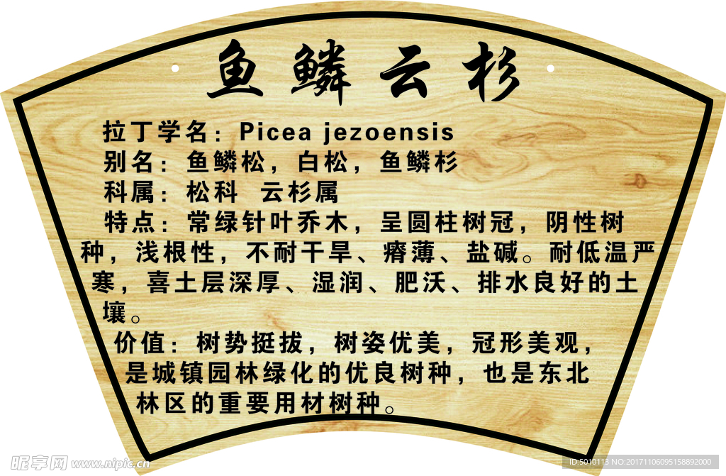 鱼鳞云杉树牌
