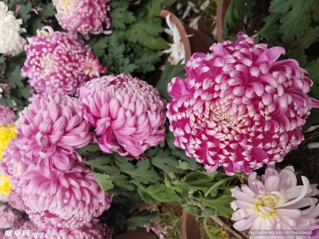 花开富贵