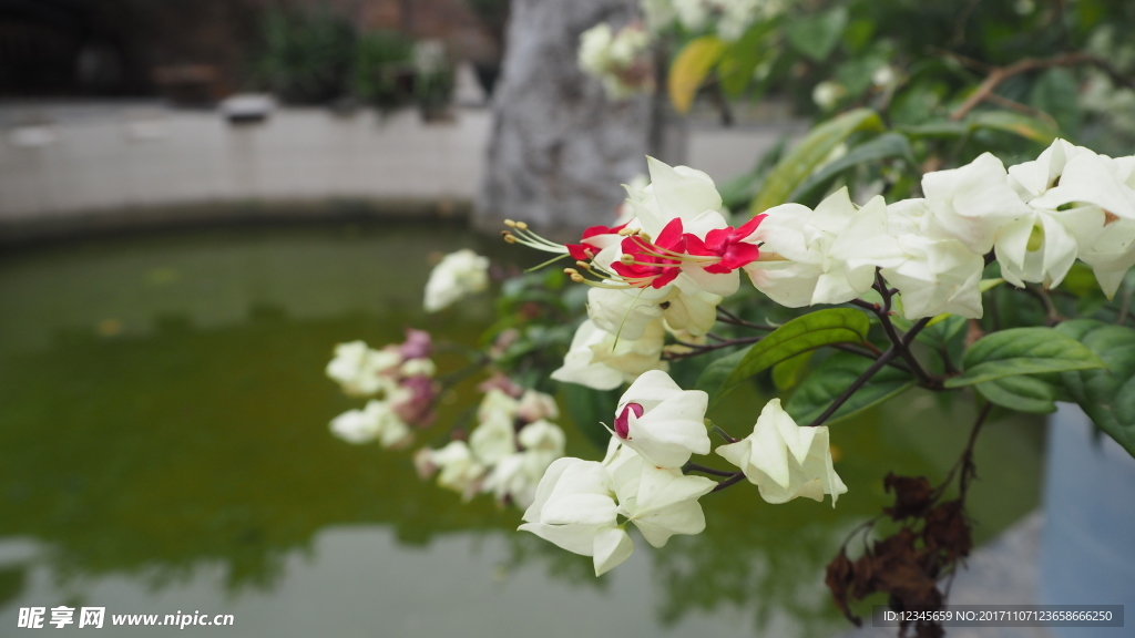 初春花