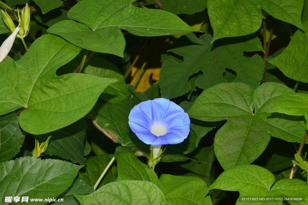 小小牵牛花