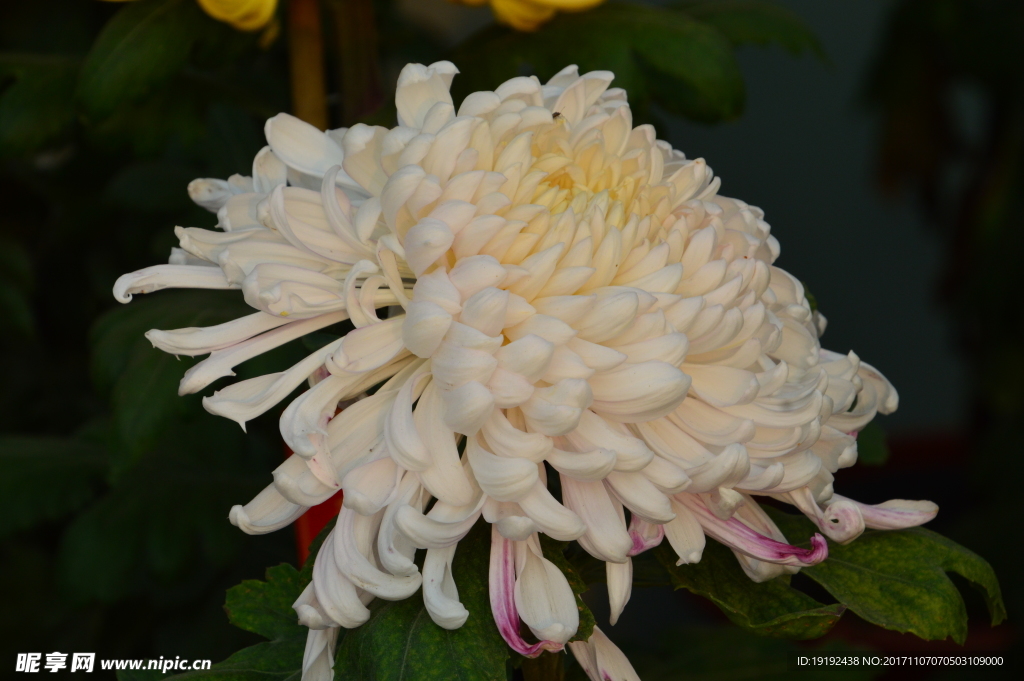 菊花
