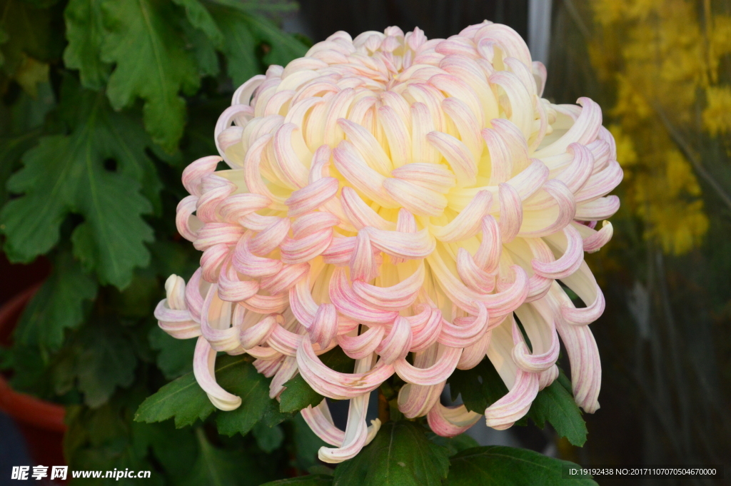 菊花