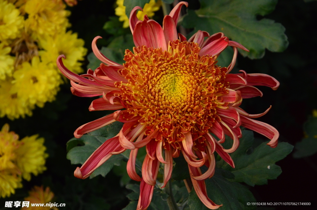 菊花