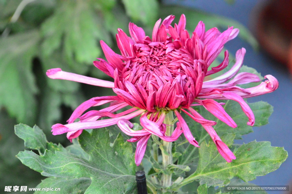 菊花