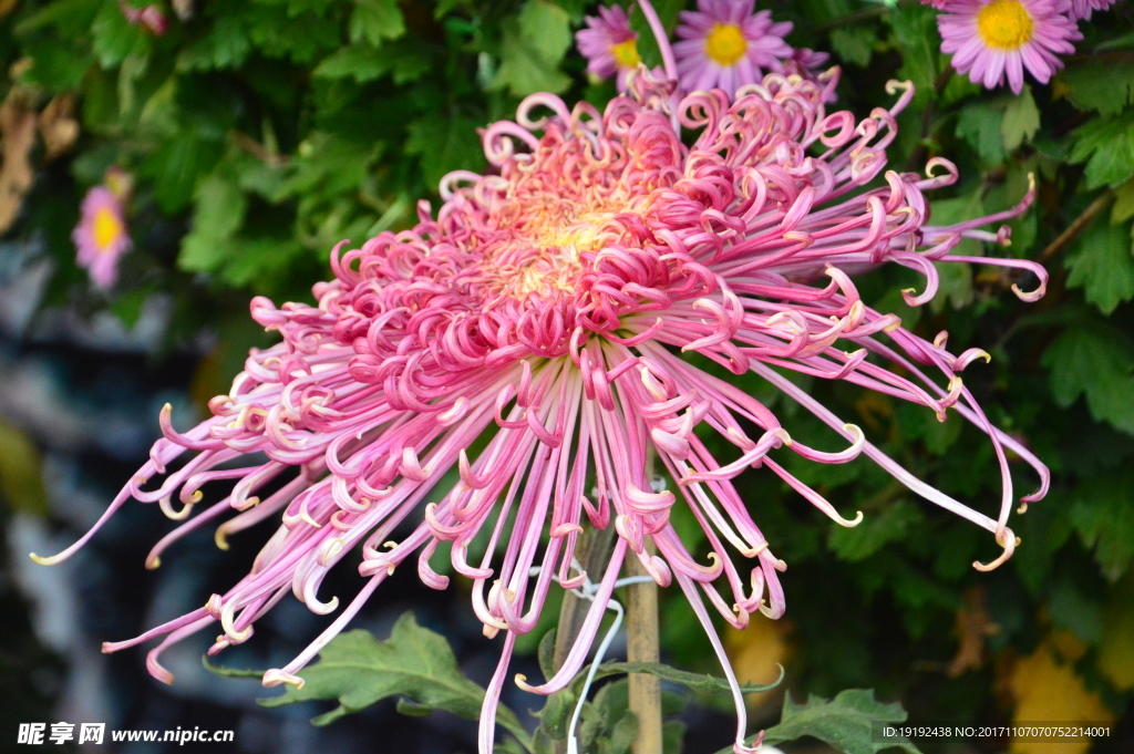 菊花