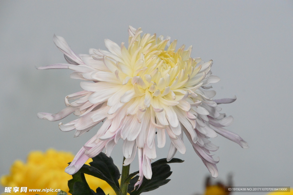菊花
