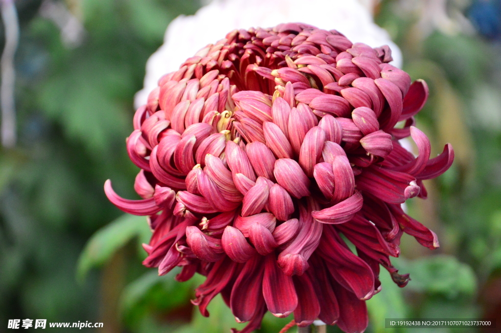 菊花