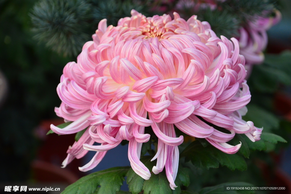菊花