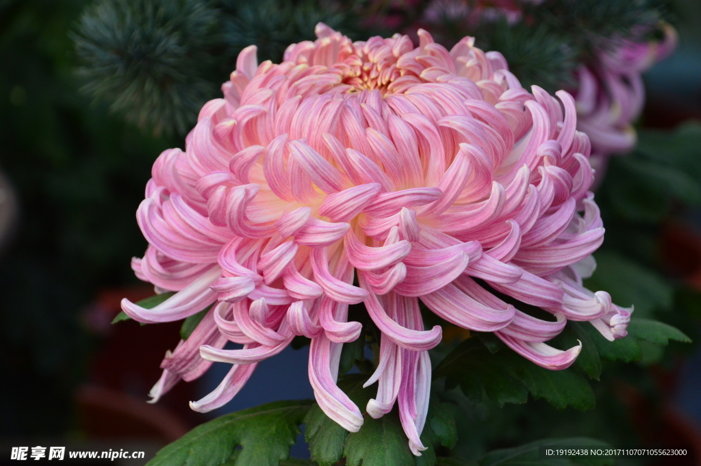 菊花