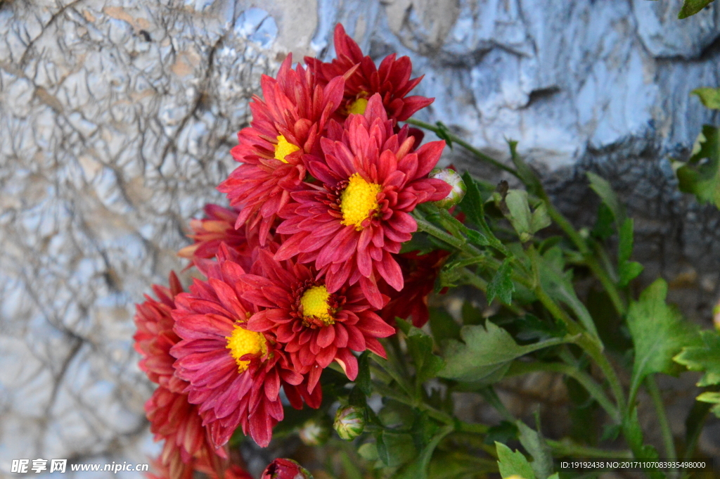 菊花