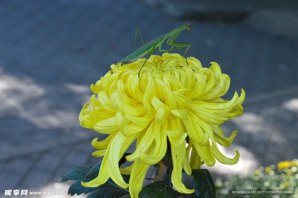 菊花