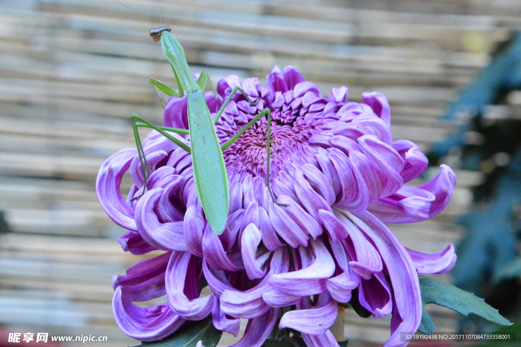 菊花