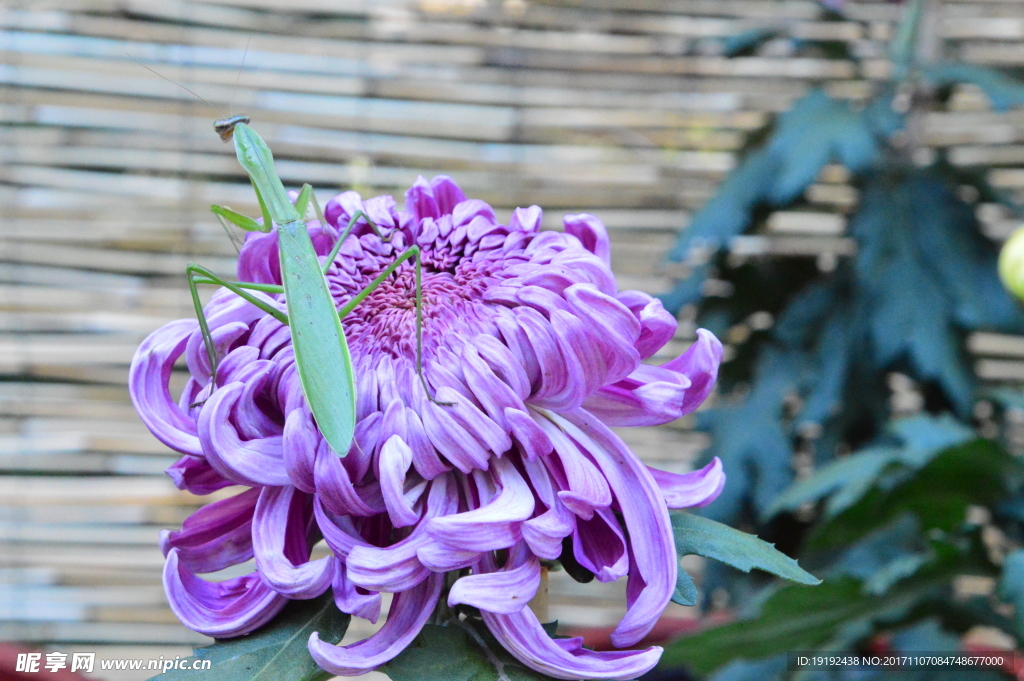 菊花