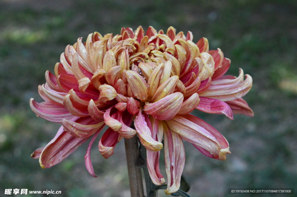 菊花