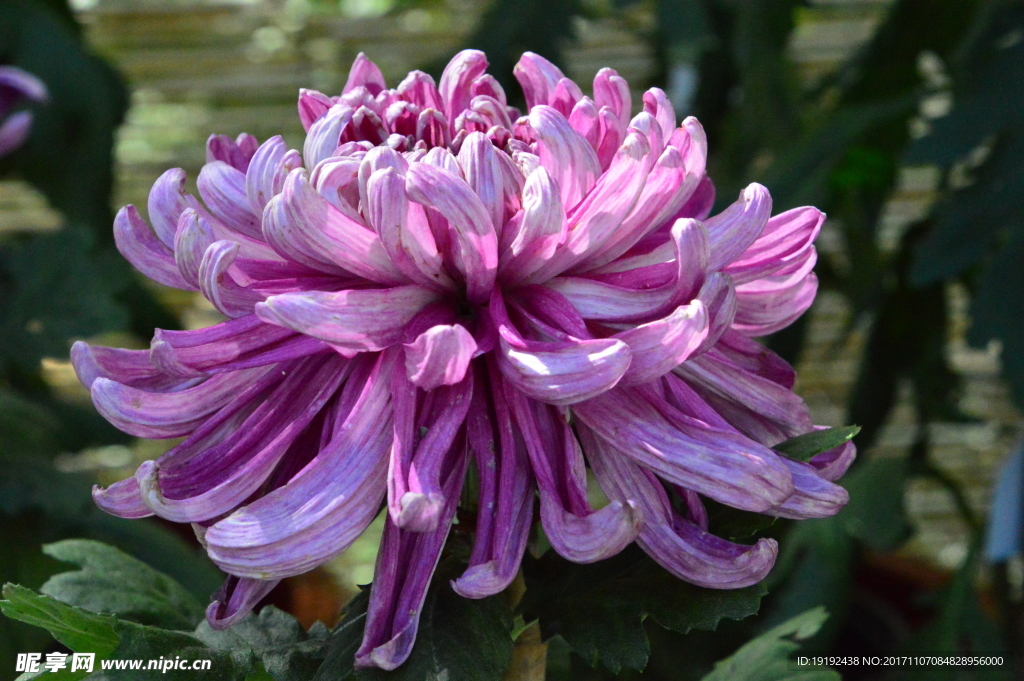 菊花